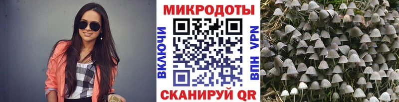 Галлюциногенные грибы Psilocybine cubensis  Калининск 